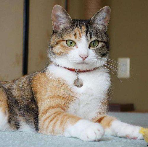 黑料吃瓜多肉小野猫能吃吗,多肉小野猫的饮食揭秘