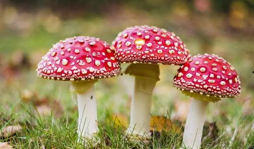 蘑菇视频爆料黑料吃瓜下载